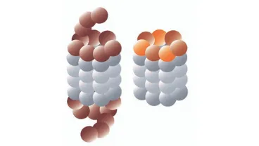 Proteasome isoforms