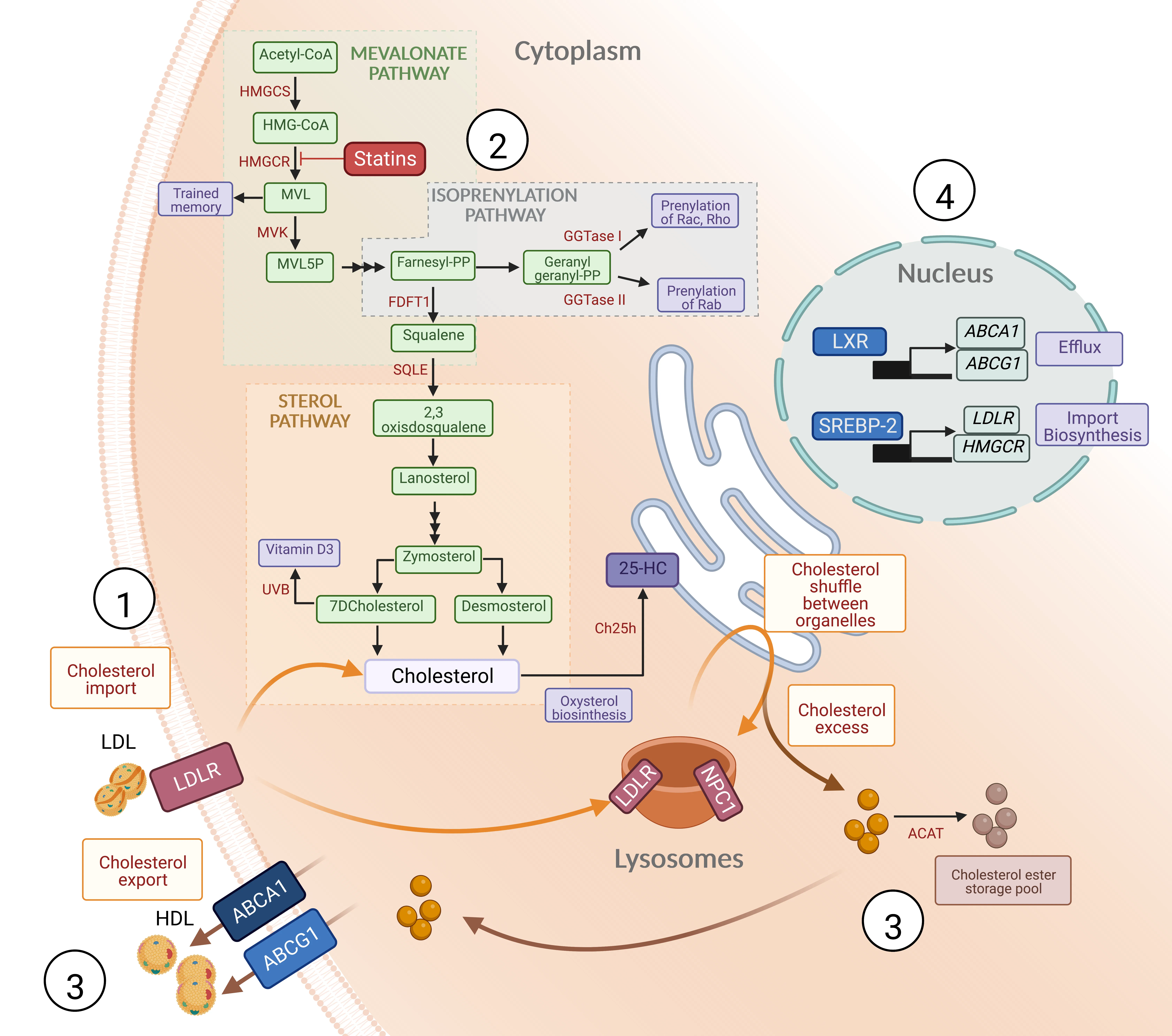 Pathway CBP copy (002)