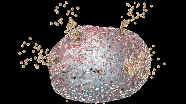 Till Group mast cell thumbnail