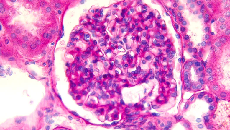 glomerulus Glomerular Filtration Rate 780x450