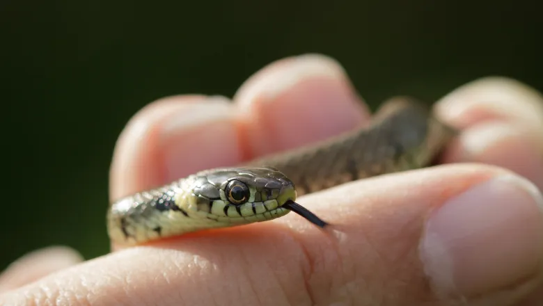 snake in hand 780x450