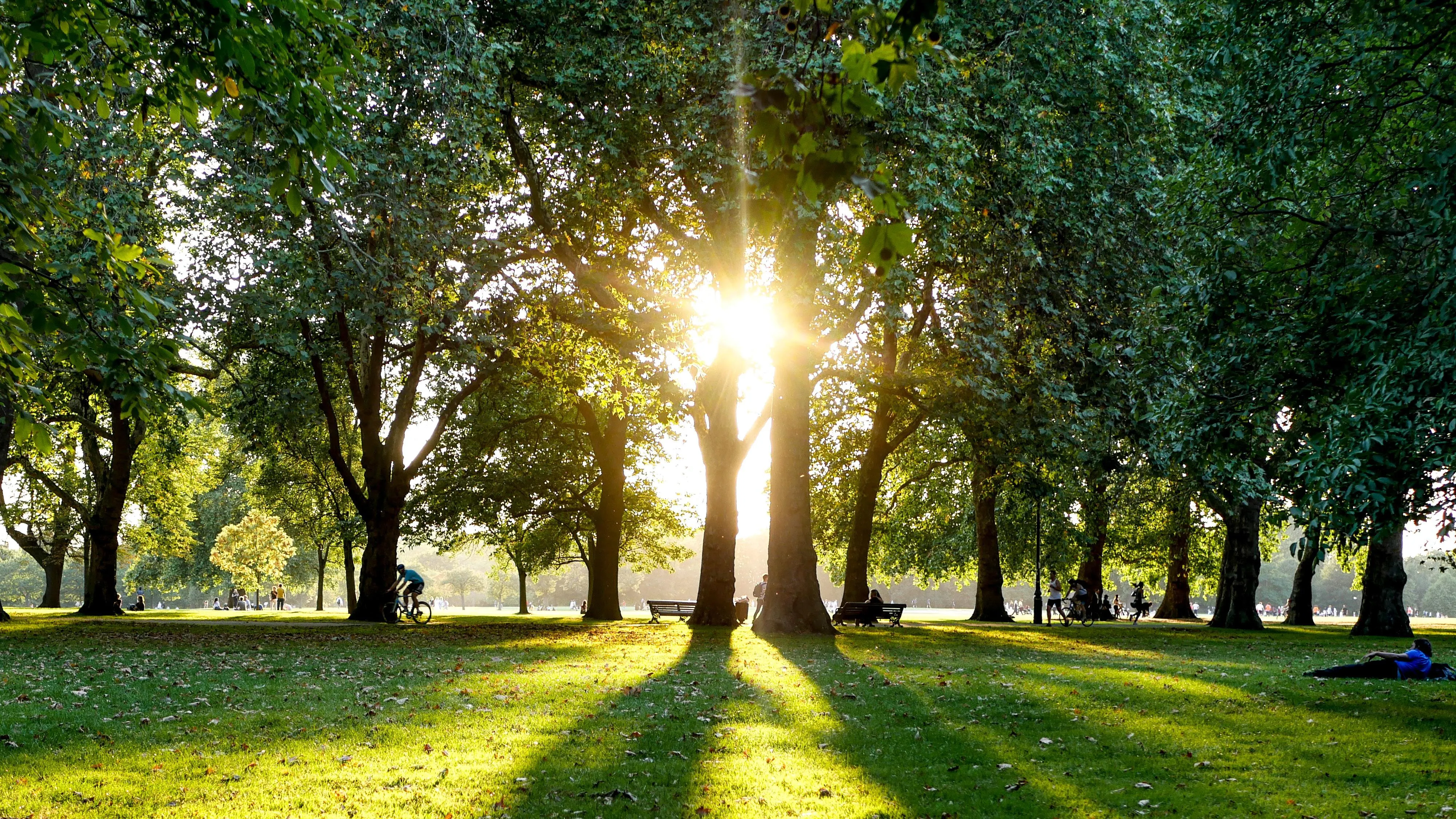 Sunlight appearing through a gap in the trees at Hyde Park