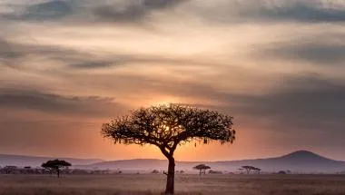 Africa Tree