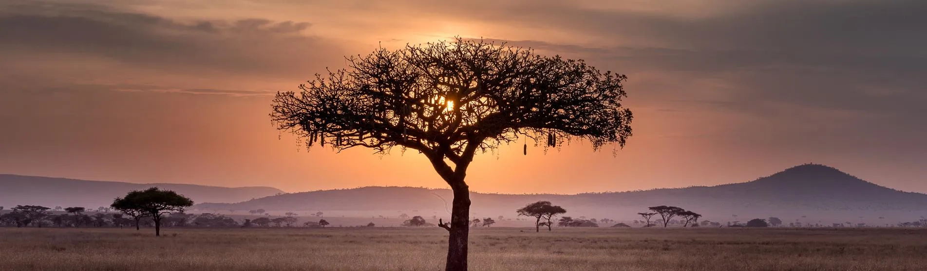Africa Tree