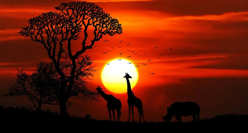 africa-animal-feature