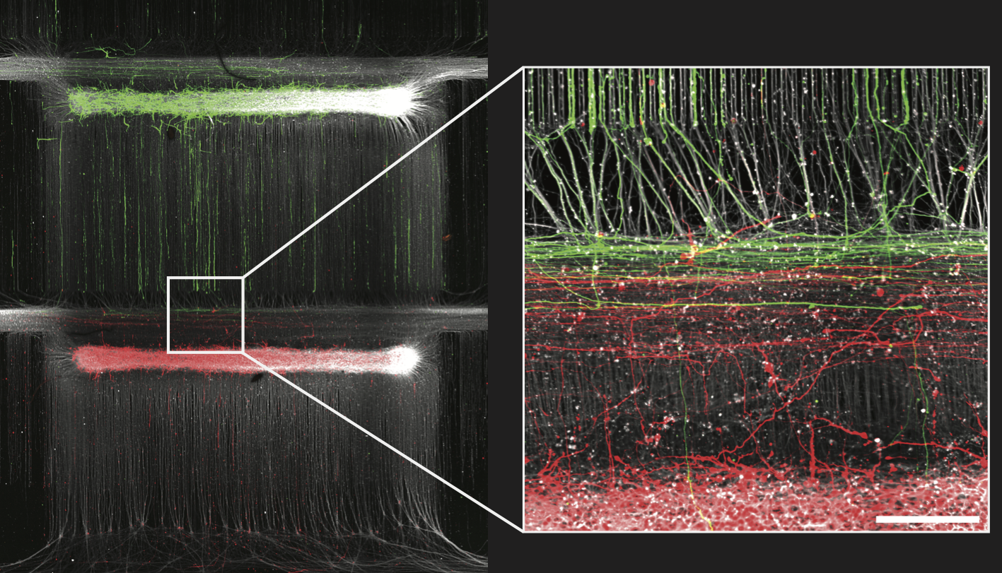 bioconnet technology: red neurons are forming connections to green neurons