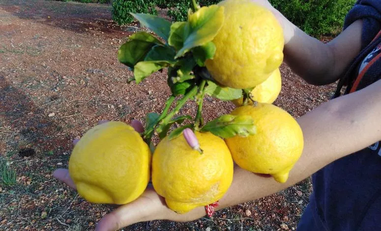 giving lemons