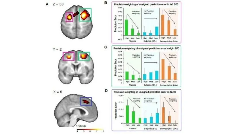 Brain imaging results for the dopamine modulation study
Source: Molecular Psychiatry