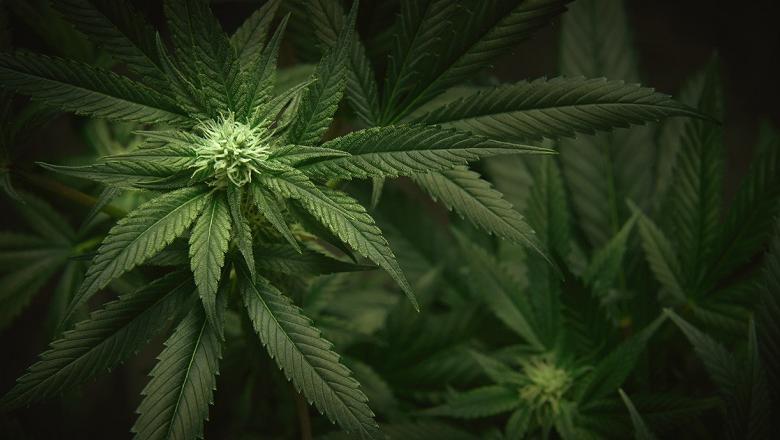 380k 'non-smokers' regularly smoke cannabis, putting their health at risk