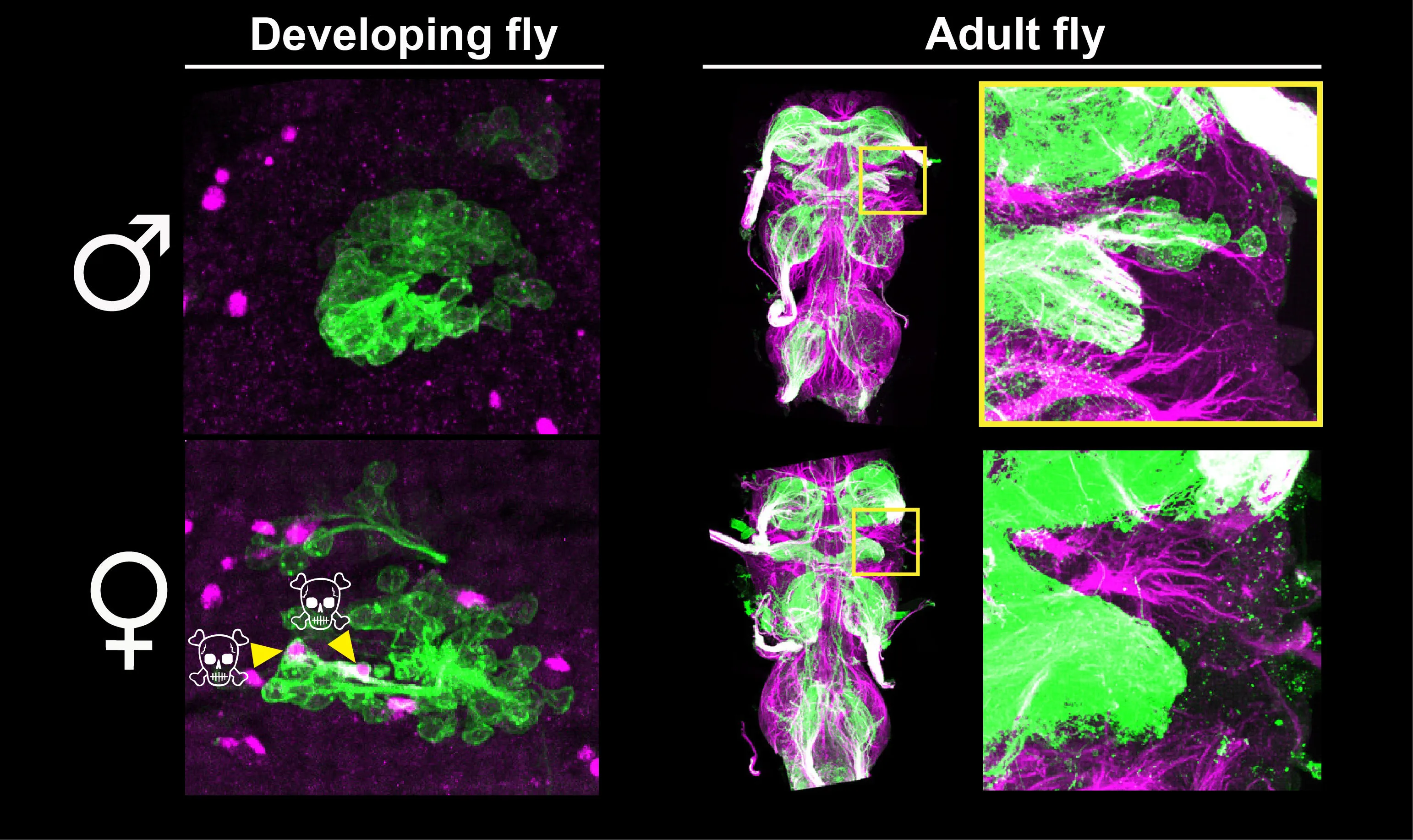 figure showing sex differences between male and female nervous system in developing flies