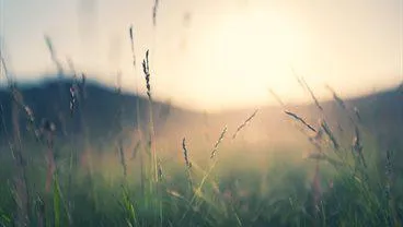 Mental Health Nursing Research