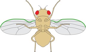 Alessio fly diagram