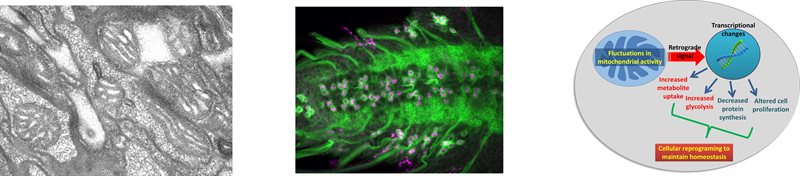 Mito disease images