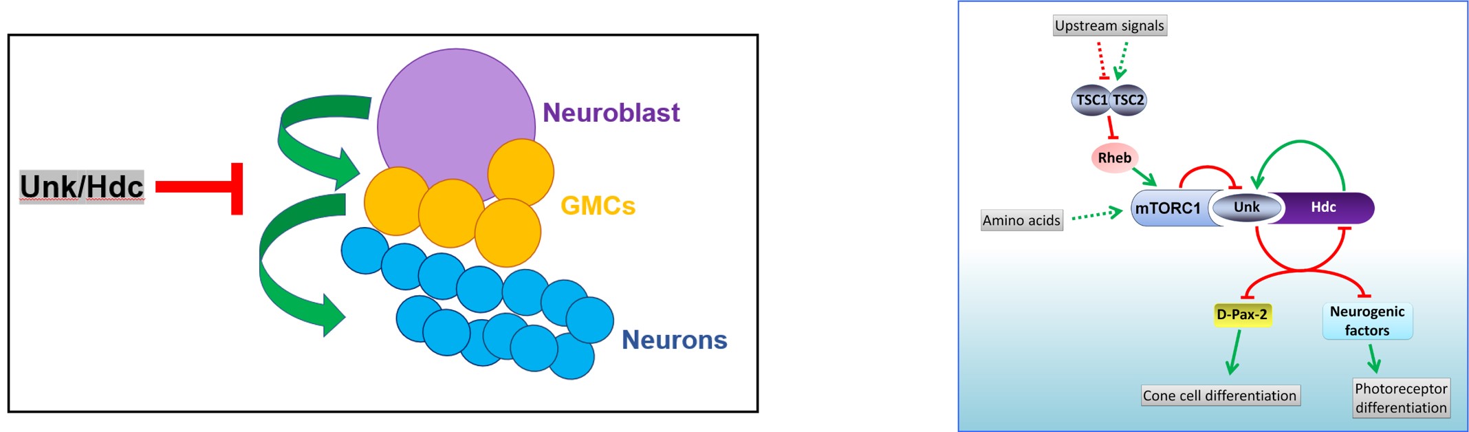 mTOR neurogenesis diagram