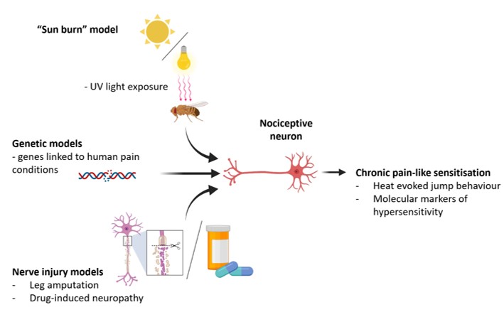 Nociception pain diagram