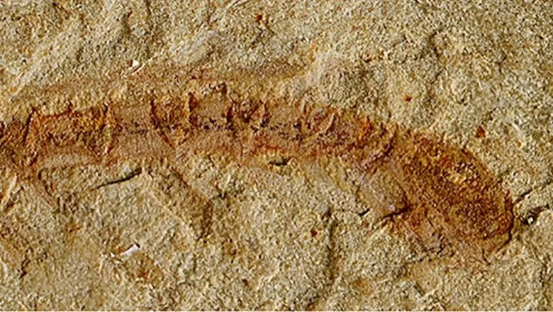 Fossil remains of a Cardiodictyon catenulum