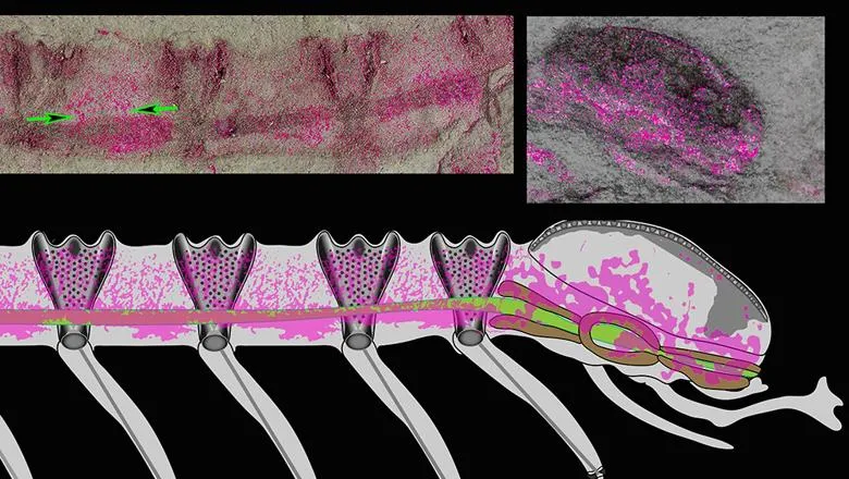 Cardiodictyon nervous system