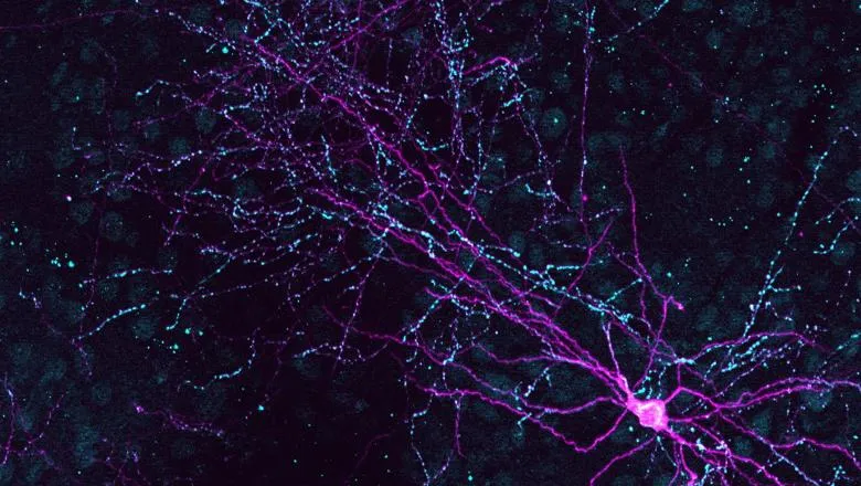 interneurons - neuroscience use only