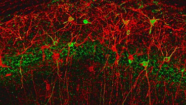 MRC-Sackler PhD fellowships