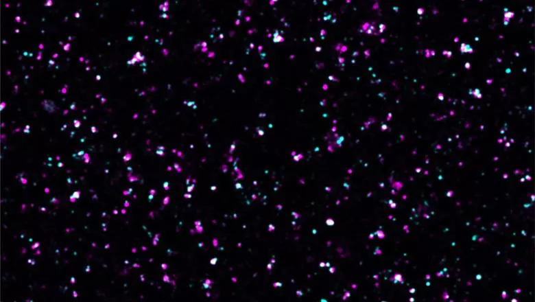 A confocal microscopy image illustrating isolated cortical synapses with the presynapses in magenta and the postsynapses in cyan