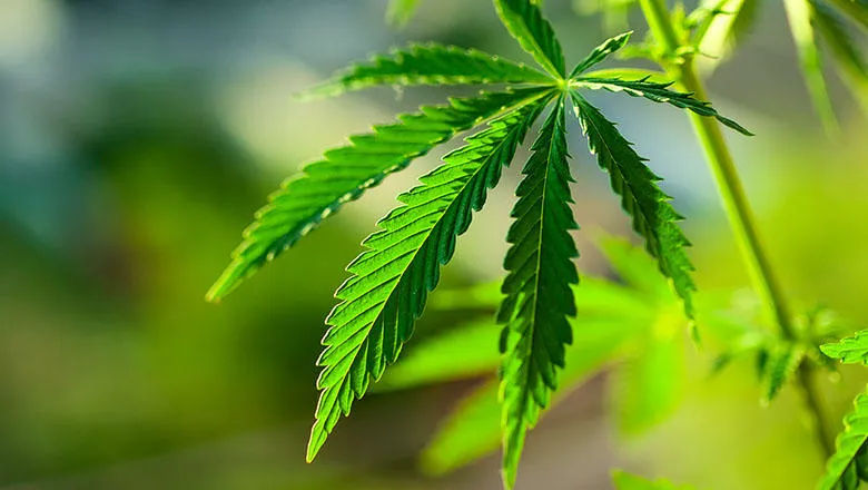 cannabis-and-psychosis-thumbnail