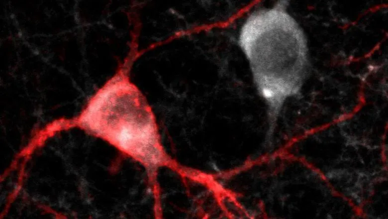 fast-spiking parvalbumin-expressing (PV+) interneurons
