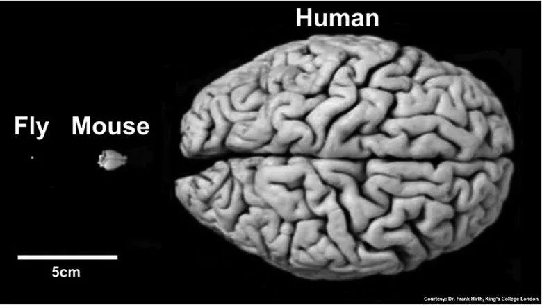 Humans and flies employ very similar mechanisms for brain development and function