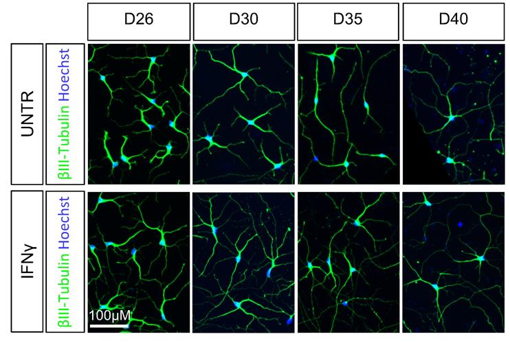 Interferon gamma treatment of neural progenitor cells (NPCs) leads to enhanced neurite outgrowth in post-mitotic neurons