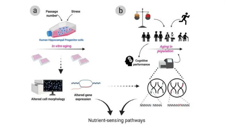 Graphical summary of the cellular and epidemiological experiments