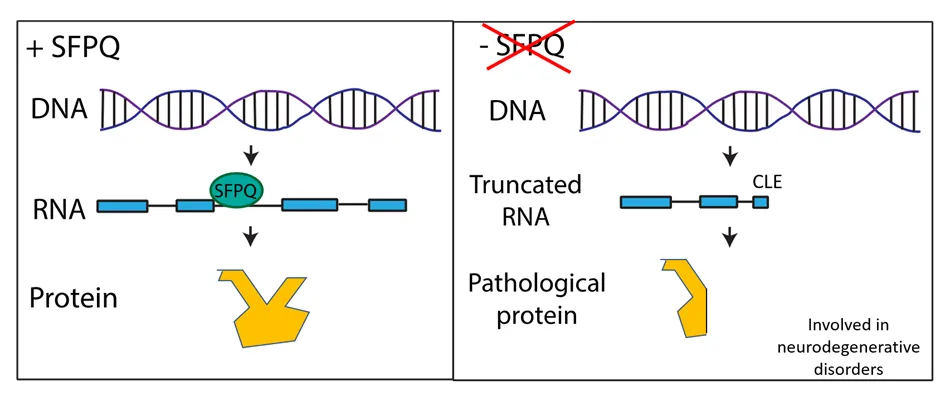 neurodegenerative2