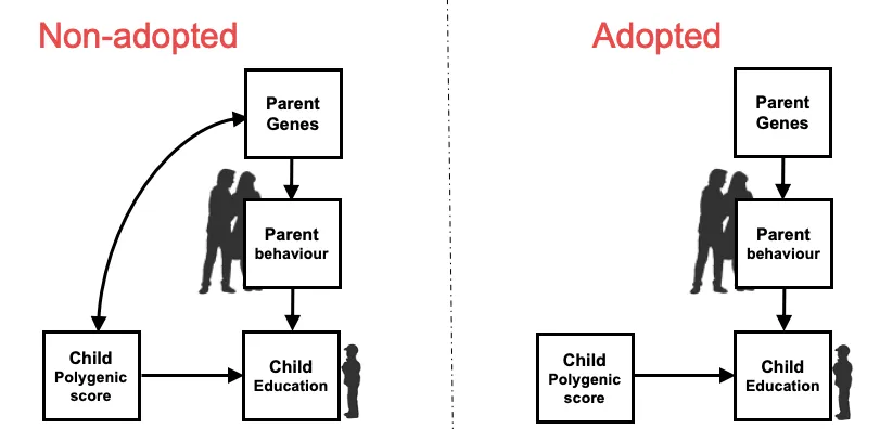 polygenic score diagram