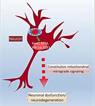 Mitochondria theme pic