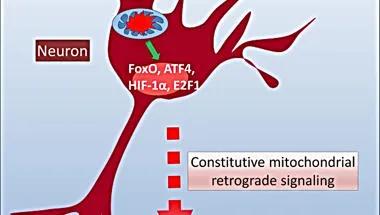 Mitochondria theme pic