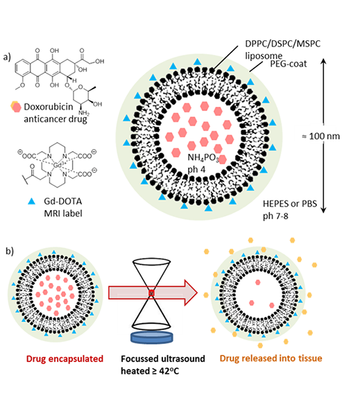 The liposome envelope is formed of neutral phospholipid