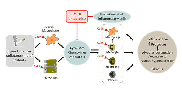 Atreatment that has the potential to address the root cause of inflammatory lung disease