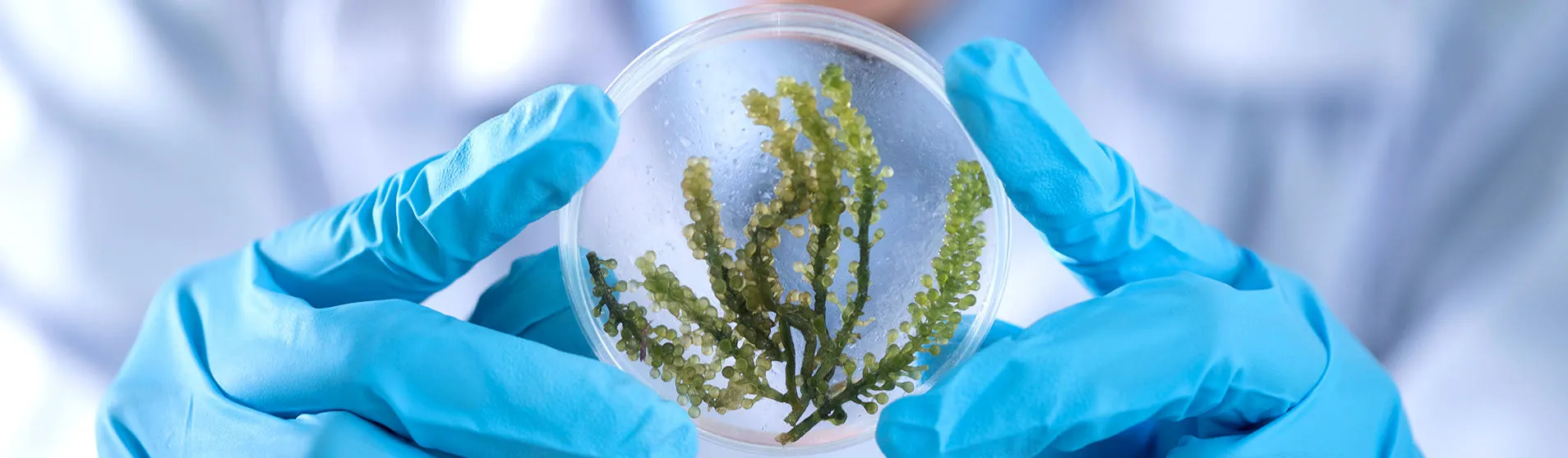 1908x558_lab-plant