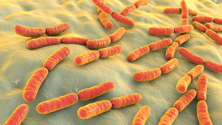 lactic acid bacteria in the gut