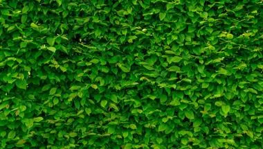 green garden wall