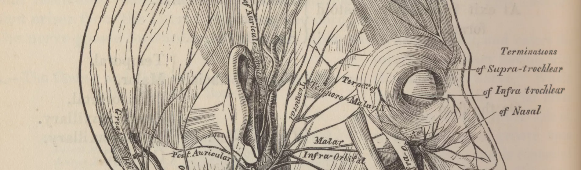 Cross section of a skull showing veins and arteries