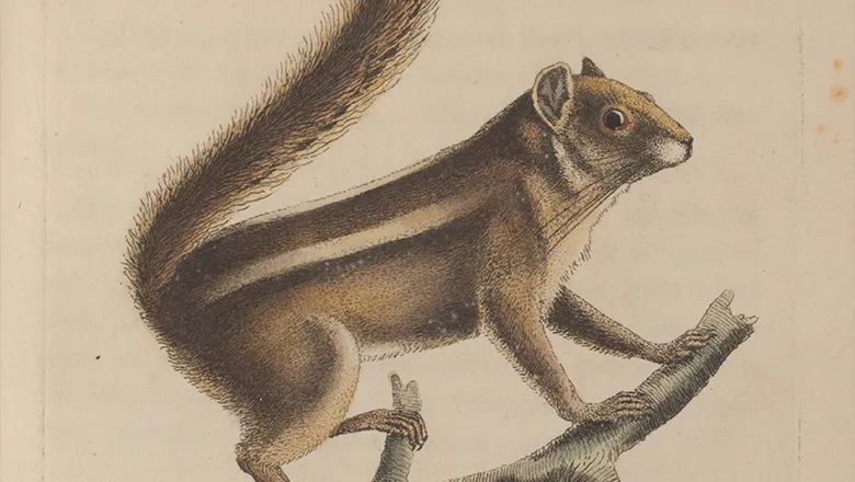 Colour engraving of a squirrel