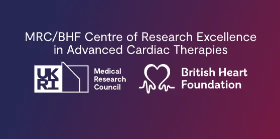The MRC/BHF Centre of Research Excellence in Advanced Cardiac Therapies (REACT) logo