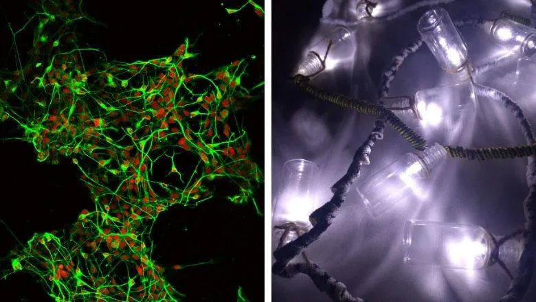 A scientific image of green neurons by Ieva Berzanskyte, and on the right it recreated with wires, plastic bottles and fairy lights by a student from the Centre for Stem Cells & Regenerative Medicine/Access Aspiration Half Term Workshop