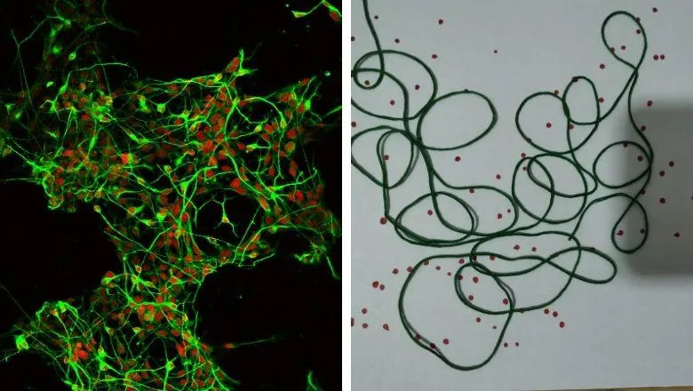 Students used household objects to recreate scientific images, like this take (right) on Ieva Berzanskyte's image of neurons (left)