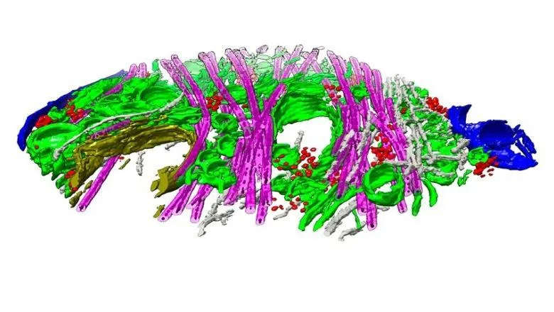 Centre for Ultrastructural Imaging symposium 2022