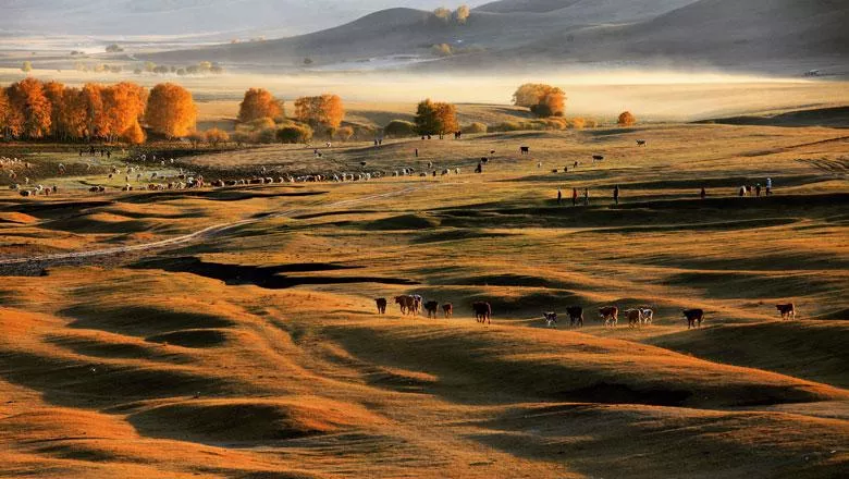 Cattle wander across golden fields in the inner autonomous Mongolian region of China.