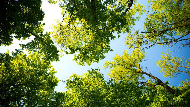 Sunlight and blue skies are visible through a green tree canopy, viewed from below