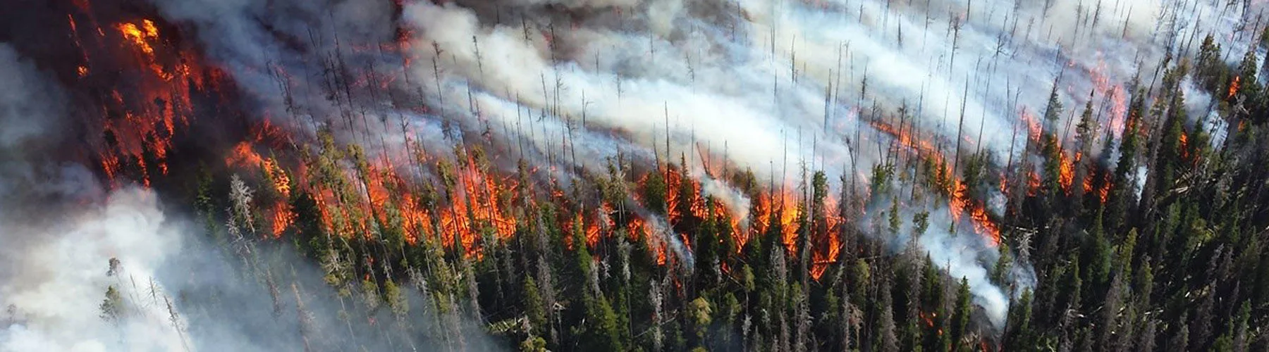 Fire burns through green trees, with white smoke trailing behind the fireline