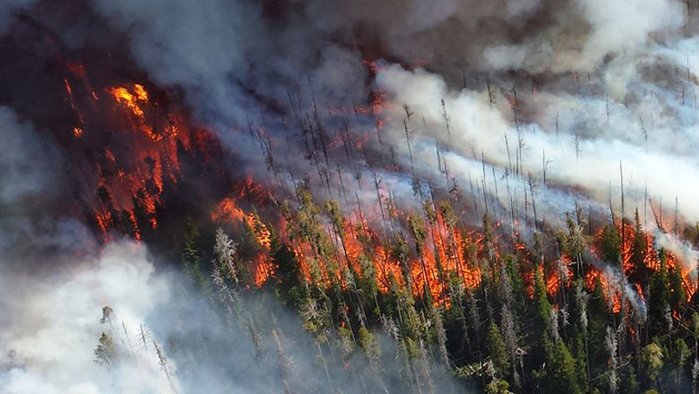Fire burns through green trees with white smoke trailing behind the fireline