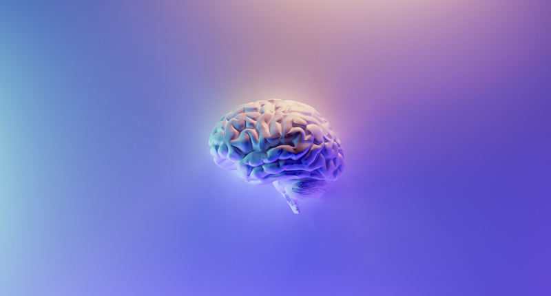 brain