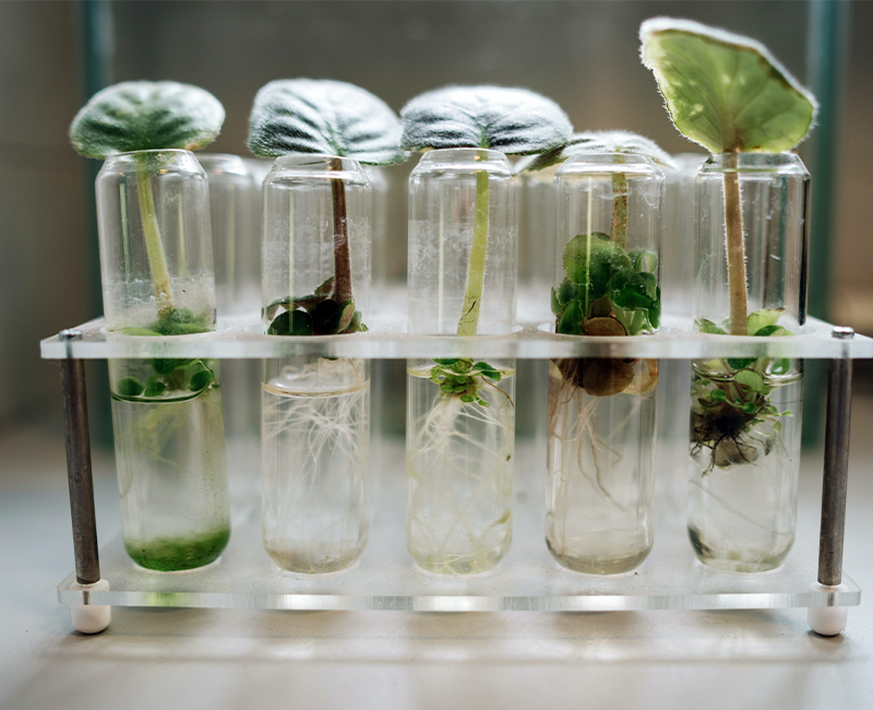 chemistry sustainability leaf test tube